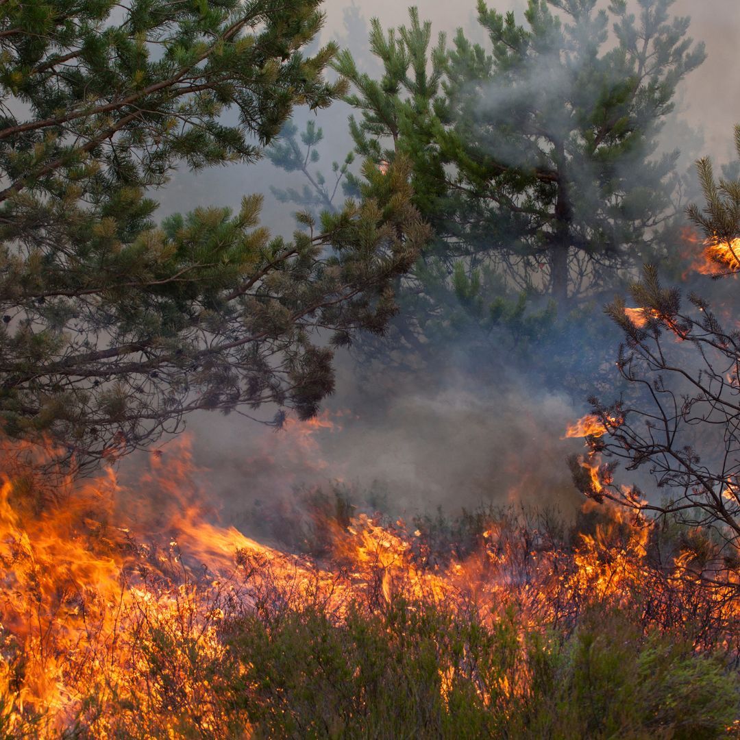 Erhöhte Waldbrandgefahr: Offene Feuer sind verboten