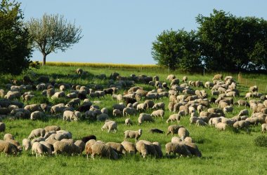 Schafherde