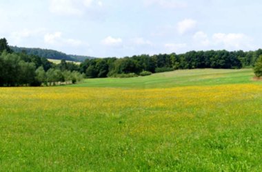 Wiese und Wald