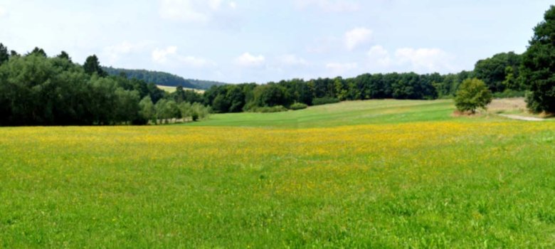 Panoram Wiese und Waldrand Rechtenbach