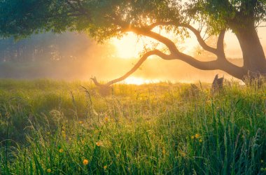 Bild Baum Sonenuntergang Wiese