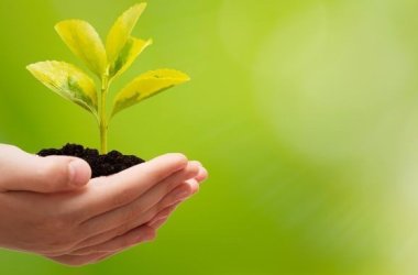 Hand mit Pflanze Klimaschutz