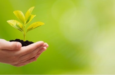 Hand mit Pflanze Klimaschutz